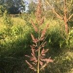 Calamagrostis pseudophragmites 果實