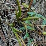Tolumnia scandens Hoja