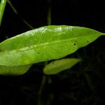Funastrum clausum Leaf