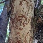 Schinus patagonica Kůra