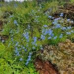 Delphinium leroyi Hàbitat