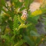 Cyathocline purpurea Leaf