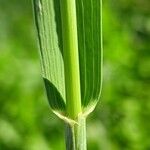 Elymus repens Blad