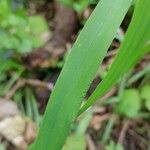 Milium effusum Blad