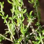 Adenocarpus telonensis 葉