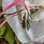 Billbergia nutans Foglia