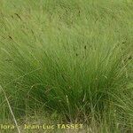 Carex appropinquata موطن