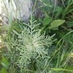 Ambrosia tenuifolia Hoja