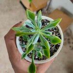 Senecio × kleiniiformis Suess.Leaf