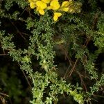 Adenocarpus foliolosus Övriga