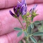 Medicago × varia Λουλούδι