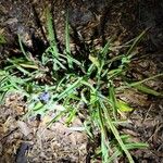 Tradescantia occidentalis Hoja
