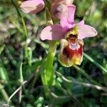 Ophrys tenthredinifera Цвят