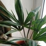 Trachycarpus fortuneiDeilen