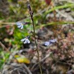 Lobelia tenera Virág