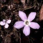 Voyria rosea फूल
