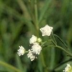 Parthenium hysterophorus Õis