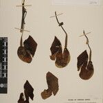 Aristolochia griffithii ᱮᱴᱟᱜ