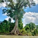 Ceiba pentandraRinde