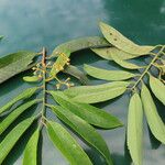 Virola multiflora Leaf