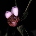 Psychotria amplifolia Fruto
