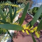 Acacia longifolia Flower