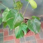 Rhaphidophora tetrasperma Leaf