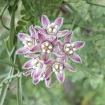 Funastrum cynanchoides Flor