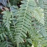 Polypodium vulgare Levél