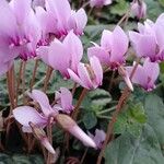 Cyclamen hederifoliumÕis