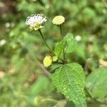 Melanthera nivea Voninkazo