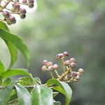 Dendropanax arboreus Plod