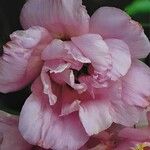 Eustoma russellianum Flower