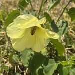 Hibiscus lunariifolius Flor