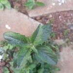 Ocimum tenuiflorumLeht