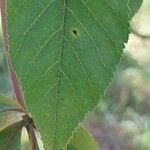 Aesculus × neglecta Лист