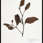 Phoradendron pellucidulum Hoja