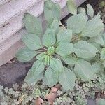 Amaranthus blitum Lehti