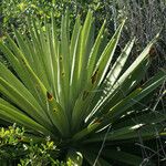 Agave sisalana Habitatea