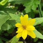 Helianthus divaricatus Çiçek