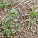 Lythrum borysthenicum Habit