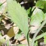 Pterocephalus plumosus Leaf