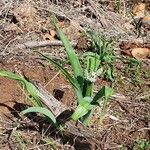 Chlorophytum africanum ഇല