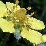 Potentilla inclinata Flower