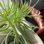Dudleya edulis Hoja