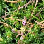 Spergularia rupicola Flower