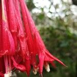 Fuchsia bolivianaBlomst