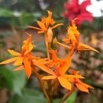 Epidendrum ibaguense Virág