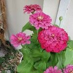 Zinnia elegansBlomst