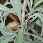 Helichrysum gymnocephalum Other